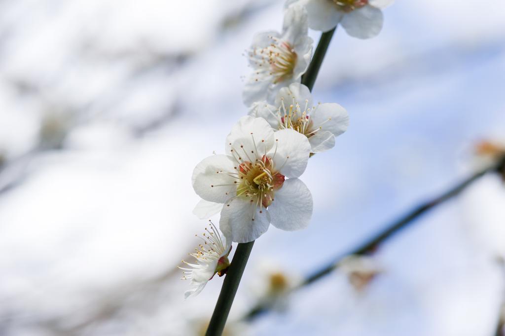 Yutouya Ryokan Toyooka  Exteriér fotografie